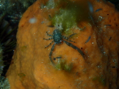 Galathea australiensis