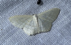 Scopula optivata