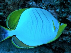 Chaetodon xanthocephalus