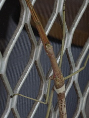 Acrophylla wuelfingi