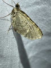 Crasilogia gressitti