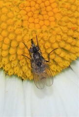 Limnophora