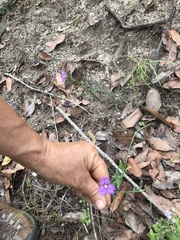 Thysanotus banksii