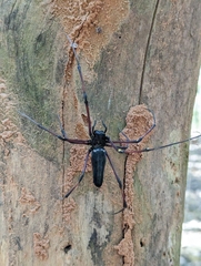 Nephila kuhli