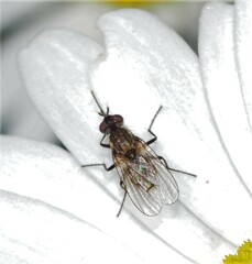Limnophora