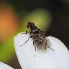 Limnophora
