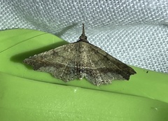 Philogethes metableta