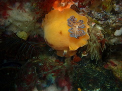 Aphelodoris