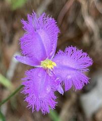 Thysanotus banksii