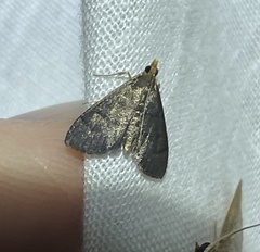 Pyraloidea