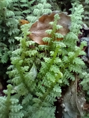 Trichocolea mollissima