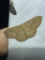 Cyclophora obstataria