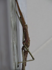 Acrophylla wuelfingi