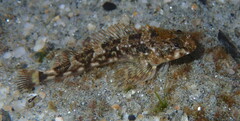 Blennodon dorsalis