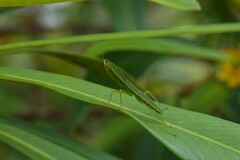 Orthodera ministralis