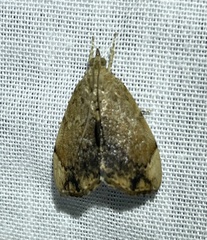 Crocidolomia suffusalis