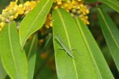 Orthodera ministralis