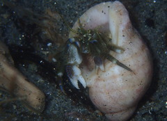 Pagurus novizealandiae