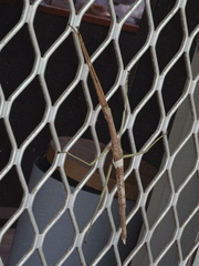 Acrophylla wuelfingi