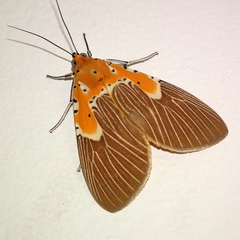 Asota speciosa