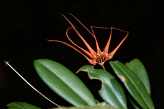 Bulbophyllum pecten-veneris