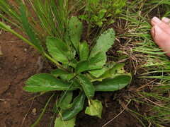 Alepidea peduncularis