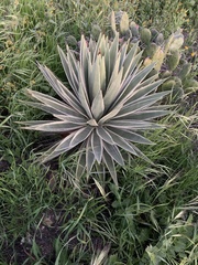 Agave americana