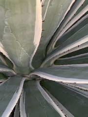 Agave americana