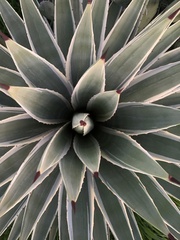 Agave americana