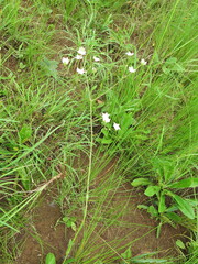 Alepidea peduncularis