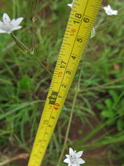 Alepidea peduncularis