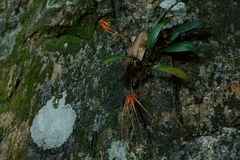 Bulbophyllum pecten-veneris
