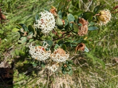 Pimelea ligustrina ciliata