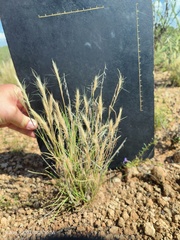 Aristida congesta