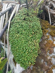 Gentianella saxosa