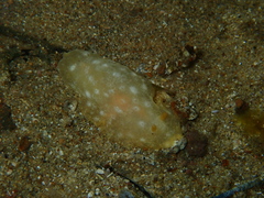 Doriopsilla miniata