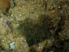 Polybranchia pallens