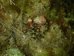 Pagurixus jerviensis