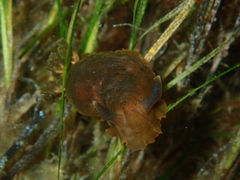 Dendrodoris nigra
