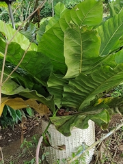 Anthurium crassinervium