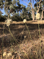 Ptilotus macrocephalus