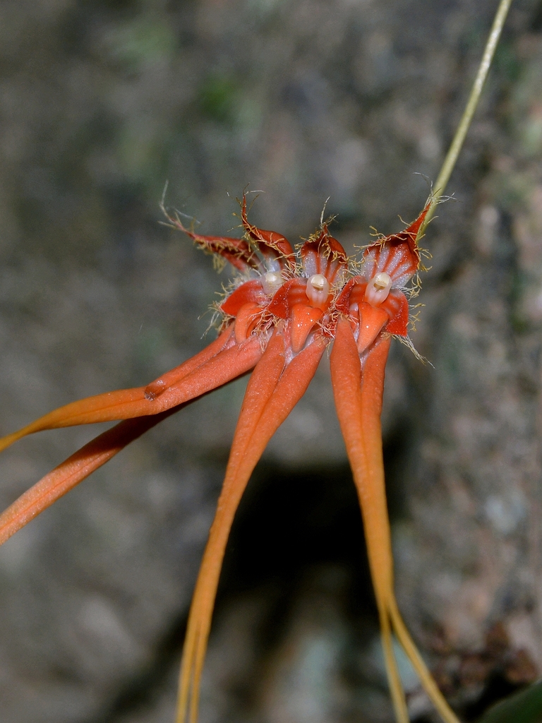 Bulbophyllum pecten-veneris (Finet) Garay, Hamer & Siegerist