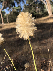 Ptilotus macrocephalus