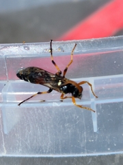Ichneumon promissorius