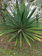 Furcraea cabuya