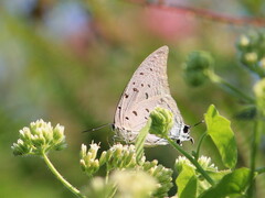 Pseudolycaena damo