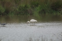 Platalea flavipes