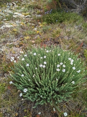 Rhodanthe anthemoides