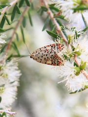 Utetheisa pulchelloides