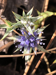 Eryngium vesiculosum
